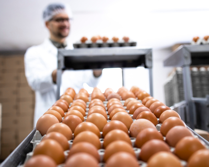 huevos modelo europeo de producción