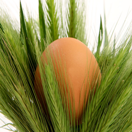 sostenibilidad huevos modelo europeo