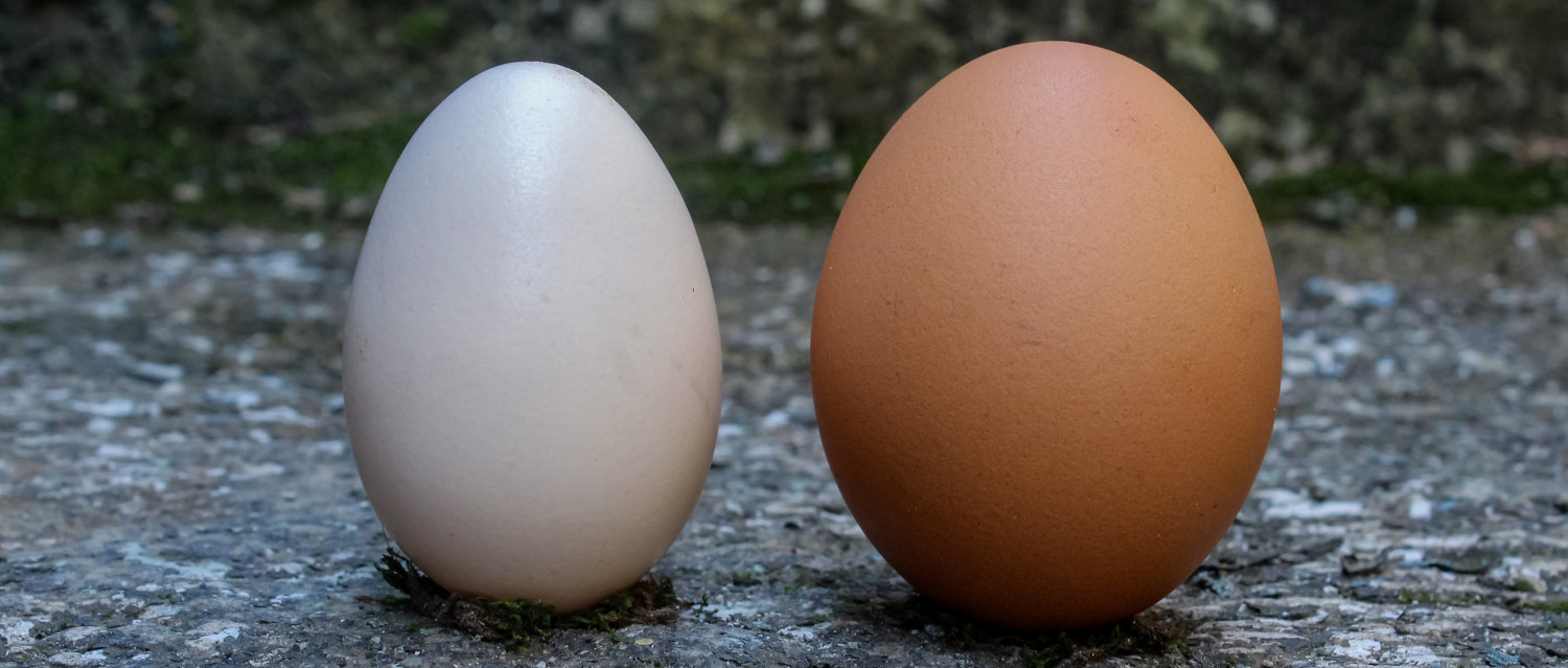 Huevos de diferente color