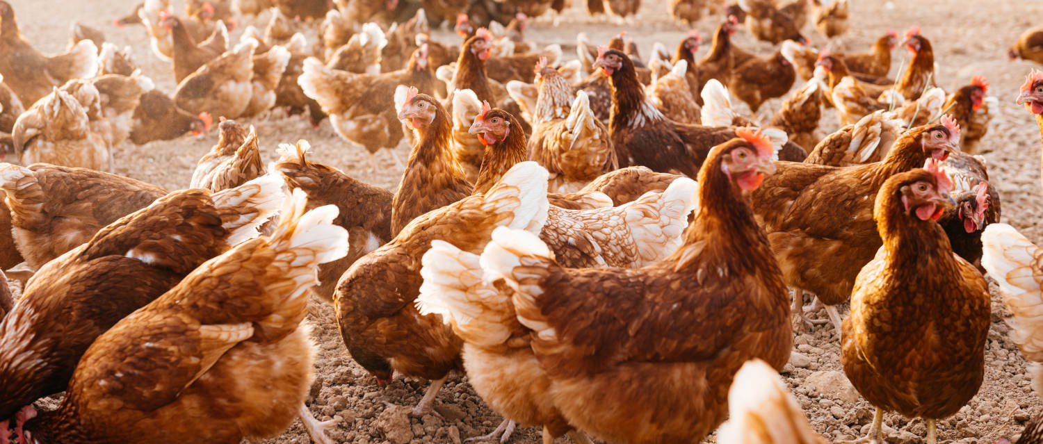10 curiosidades sobre la producción de huevos en España y el Modelo Europeo