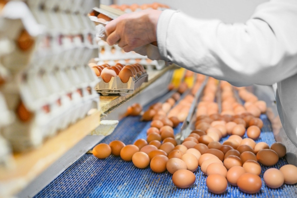 selección, clasificación, marcado y etiquetado del huevo fresco en la Unión Europea