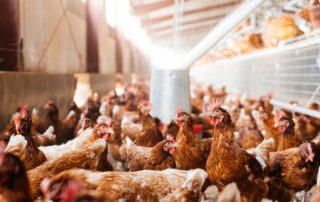 Modelo europeo de producción granjas sostenibles huevos sostenible