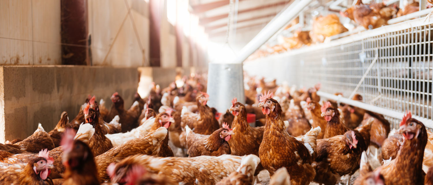 Modelo europeo de producción granjas sostenibles huevos sostenible