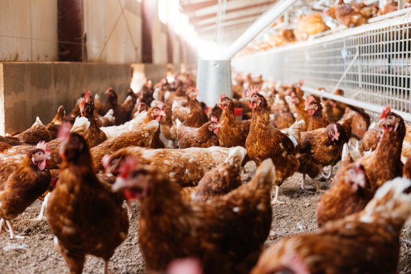granja huevos sistema europeo de producción