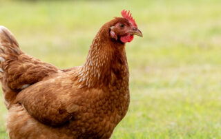 Alimentación de las gallinas ponedoras