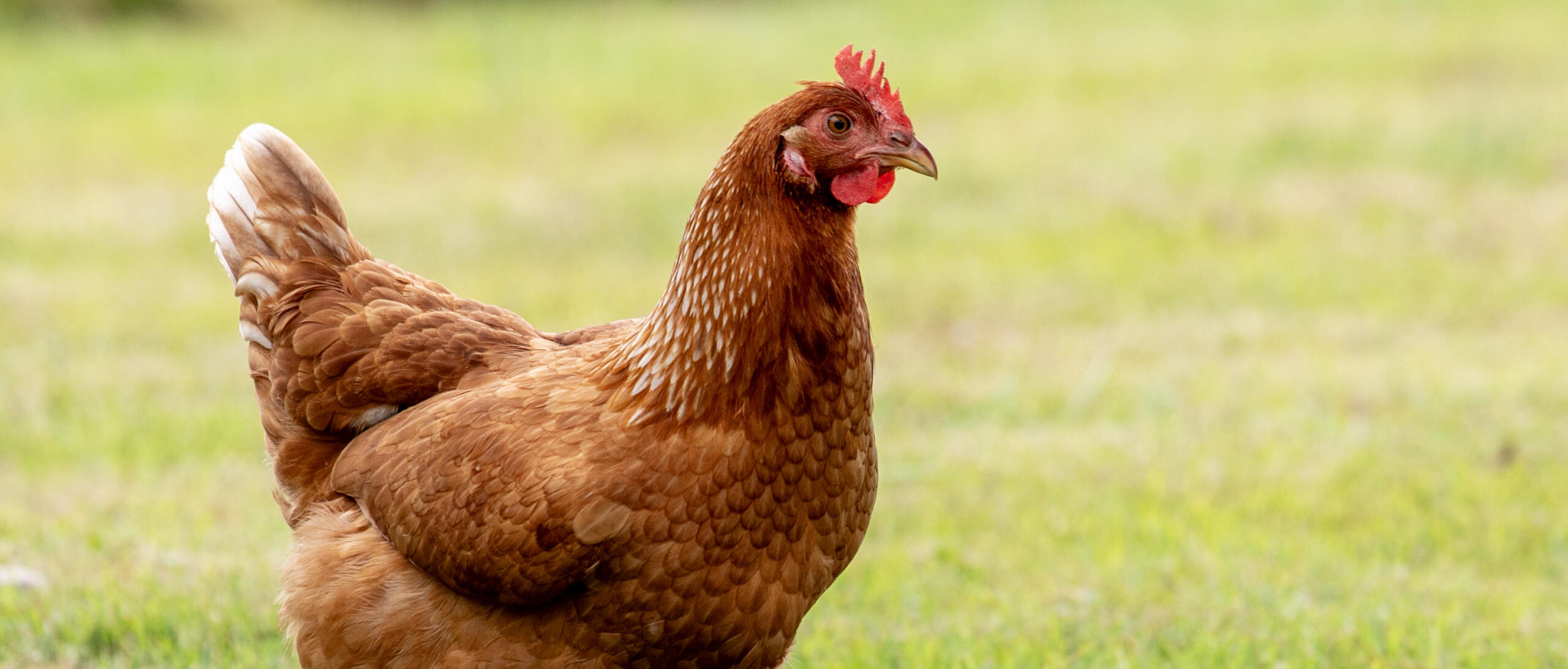 Alimentación de las gallinas ponedoras