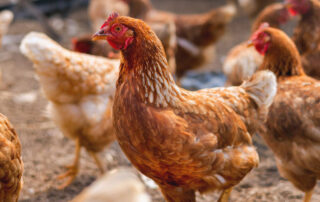Innovación y sostenibilidad en la producción de huevos