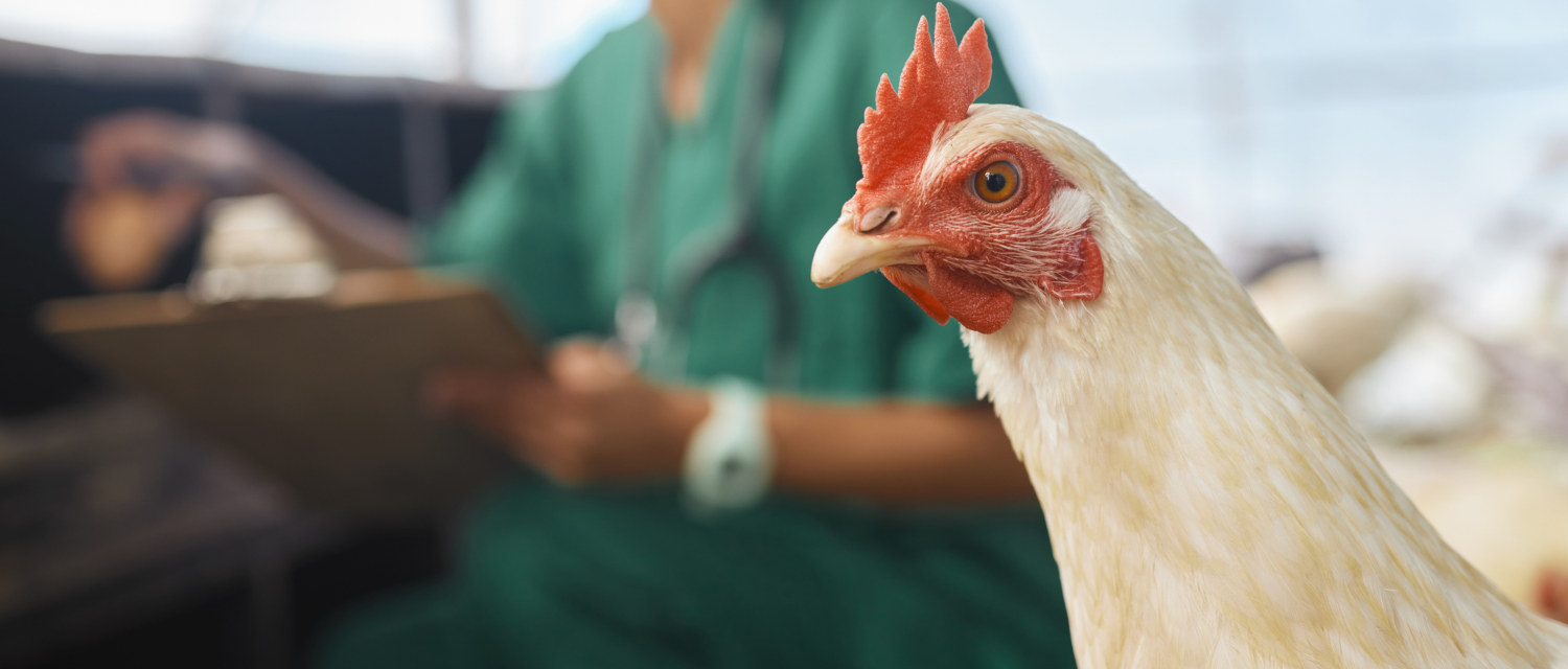 Modelo Europeo de Producción de huevos, un escudo frente a la influenza aviar