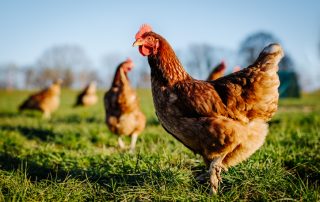 Gallinas ponedoras