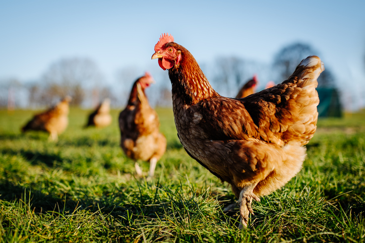 Gallinas ponedoras