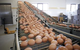 La tecnología del huevo